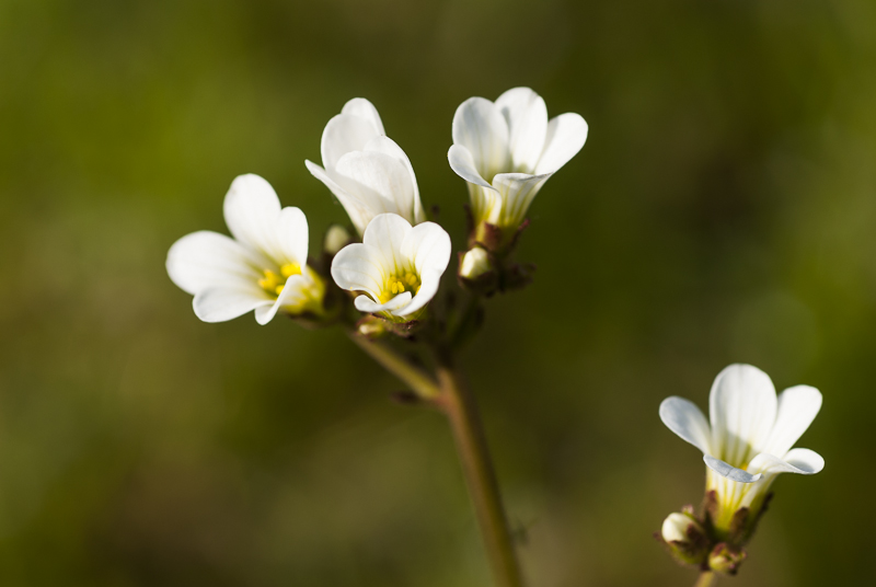 Mandelblomma