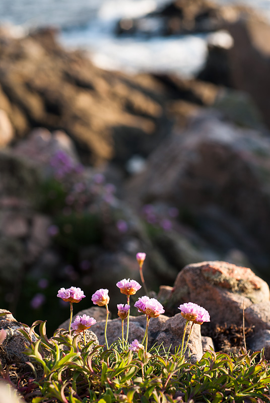 Strandtrift Kullaberg