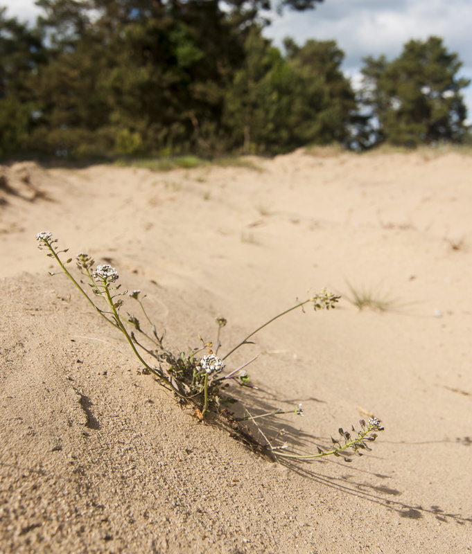 Sandkrassing