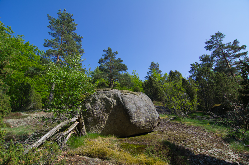 Näsums bokskogar