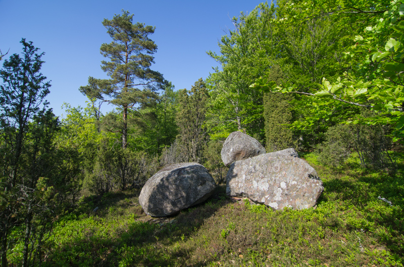 Näsums bokskogar