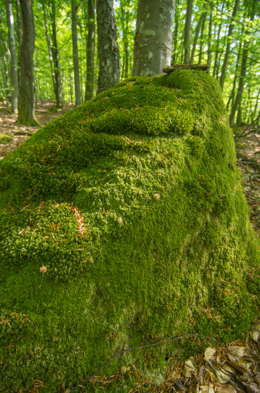Näsums bokskogar