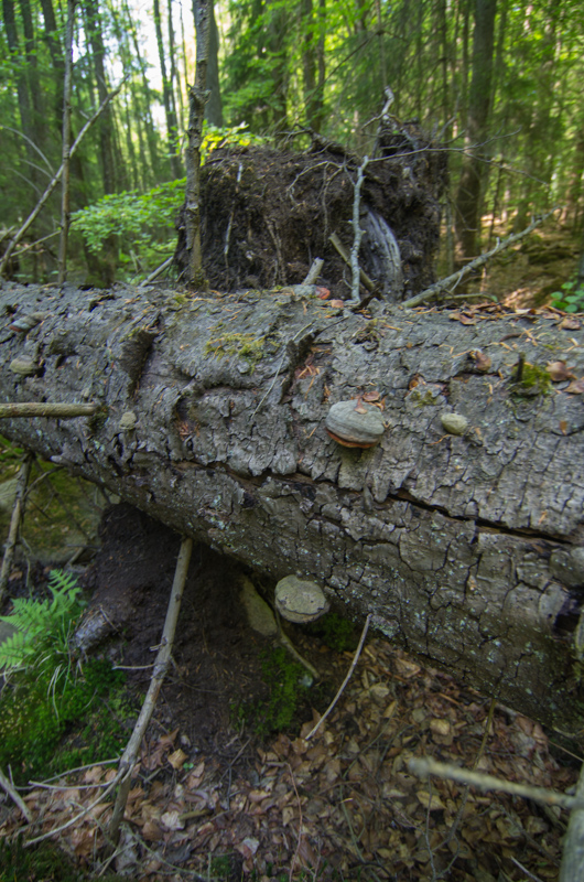 Näsums bokskogar