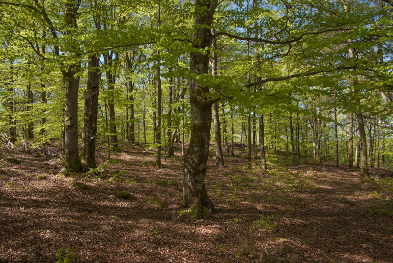 Osby skansar