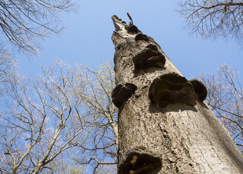Väla skog NR