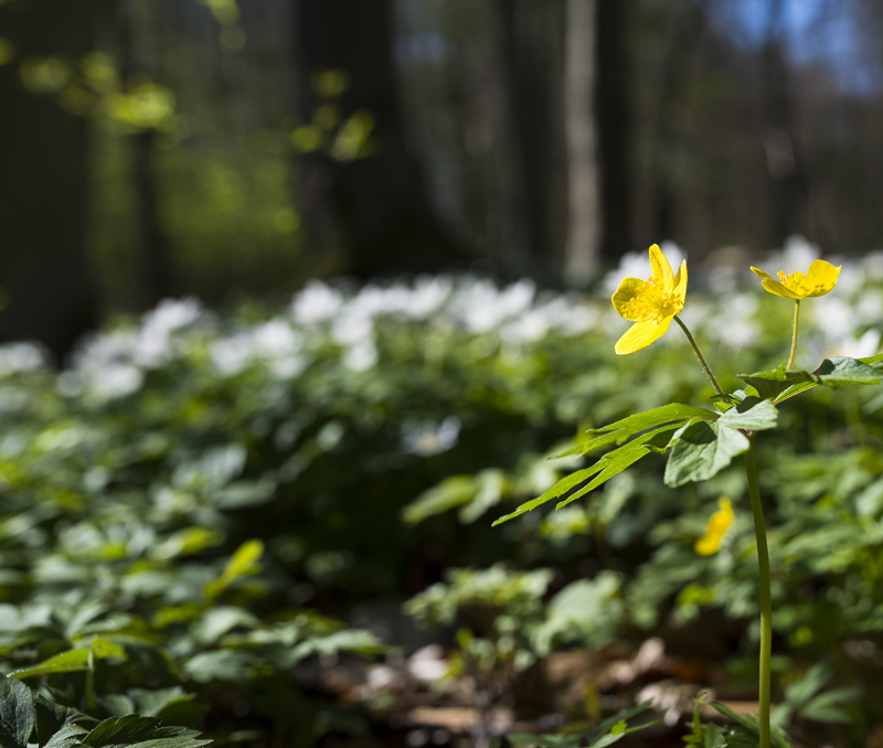 Väla skog NR