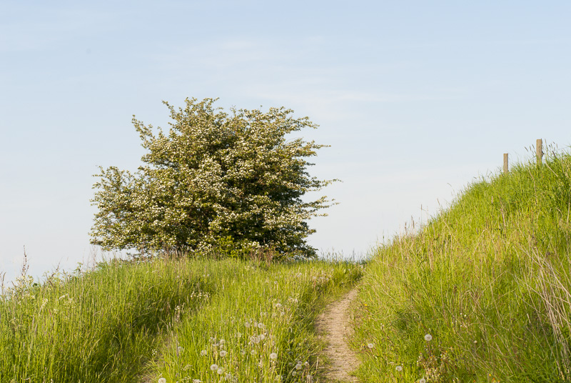 Sommarväg