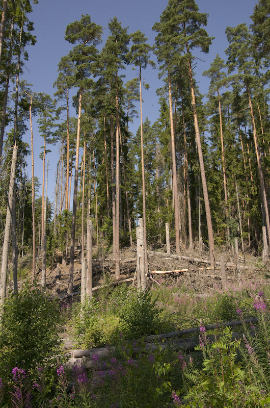 Nytebodaskogen