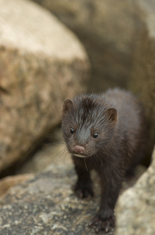 Mink