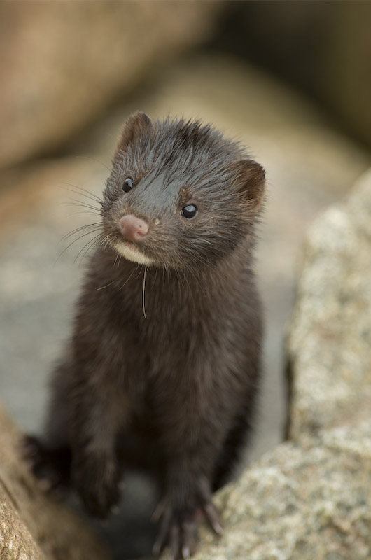Mink