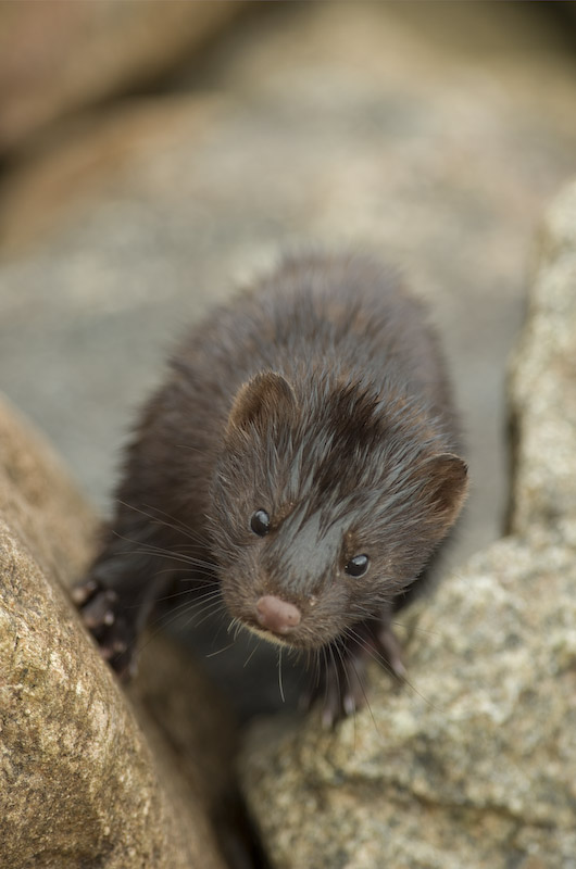 Mink