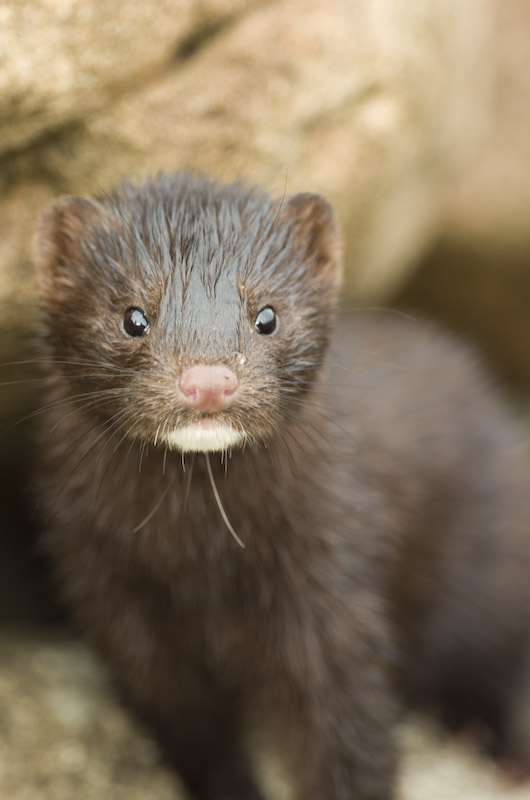 Mink