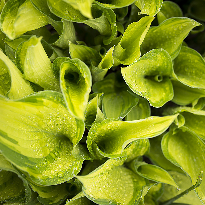Funkia Hosta