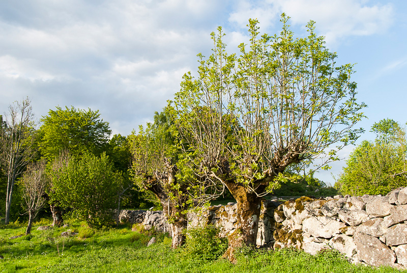 Sporrakulla