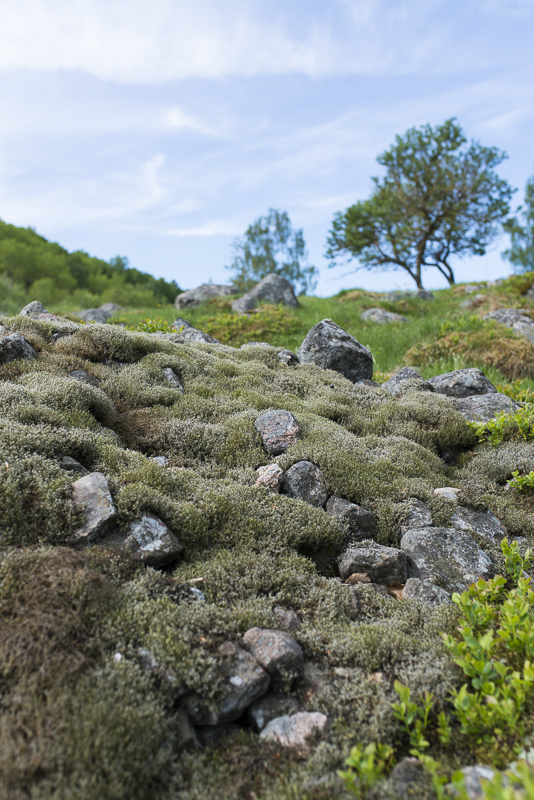 Odlingsröse