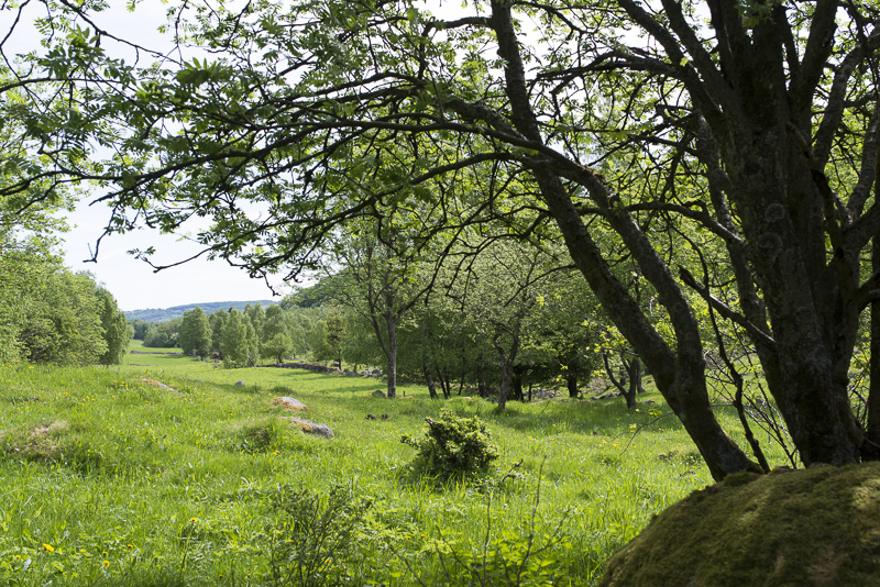 Sinarpsdalen