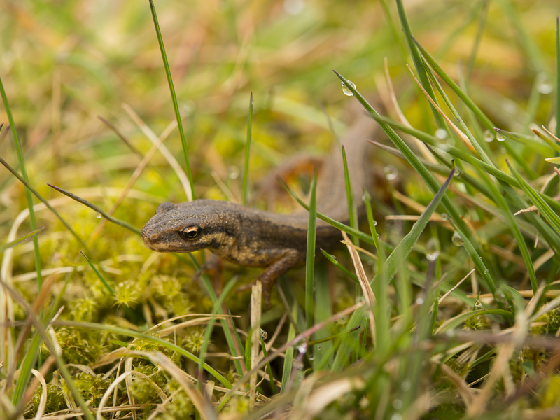 Mindre vattensalamander