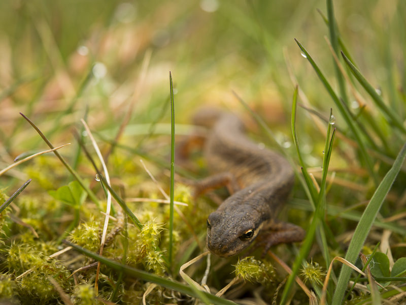 Mindre vattensalamander