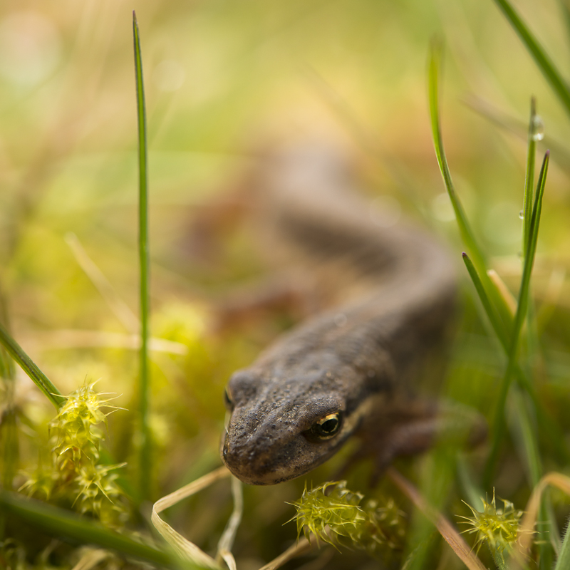Mindre vattensalamander