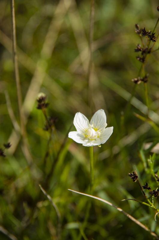 Slåtterblomma
