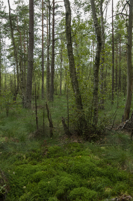 Tollaskogen