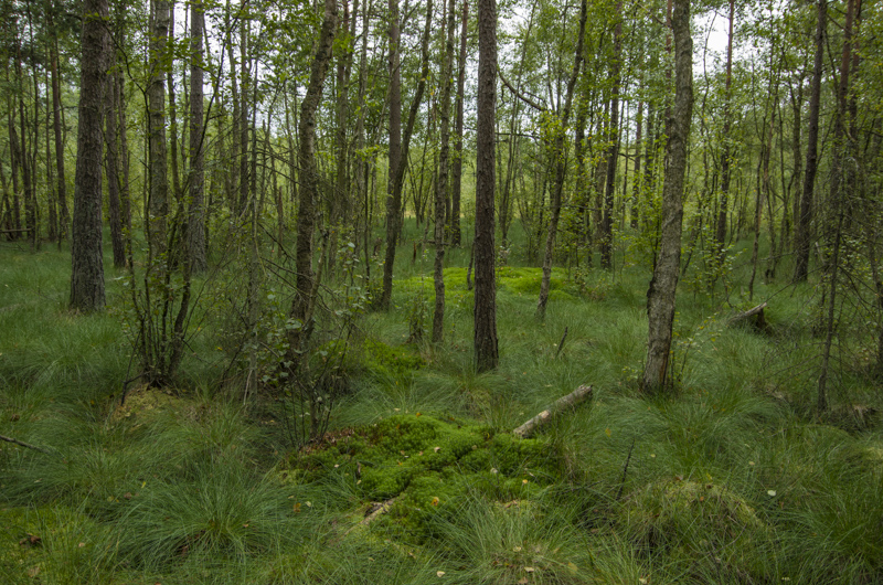 Tollaskogen