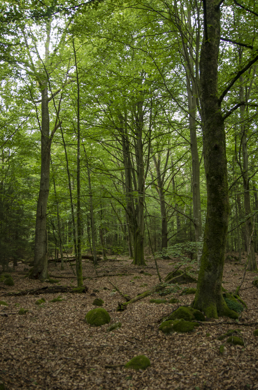Tollaskogen