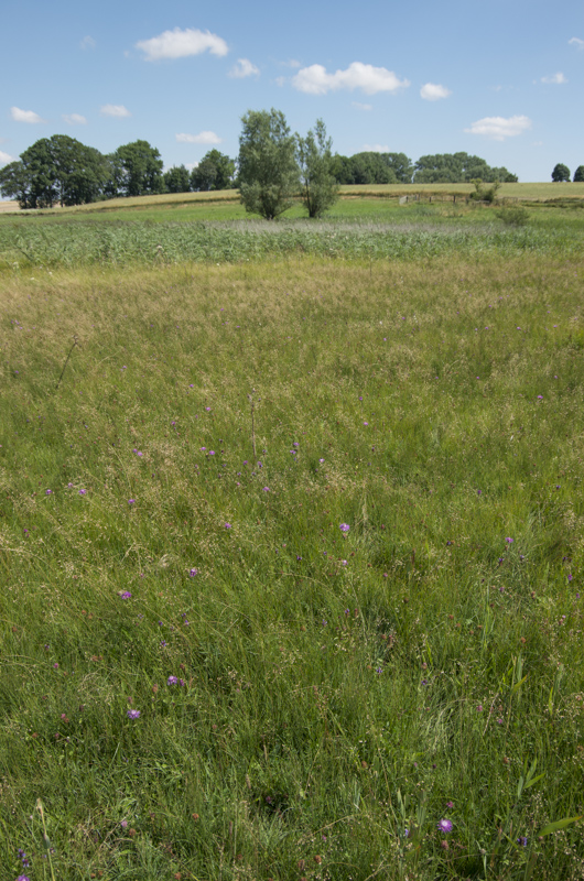Stångby mosse
