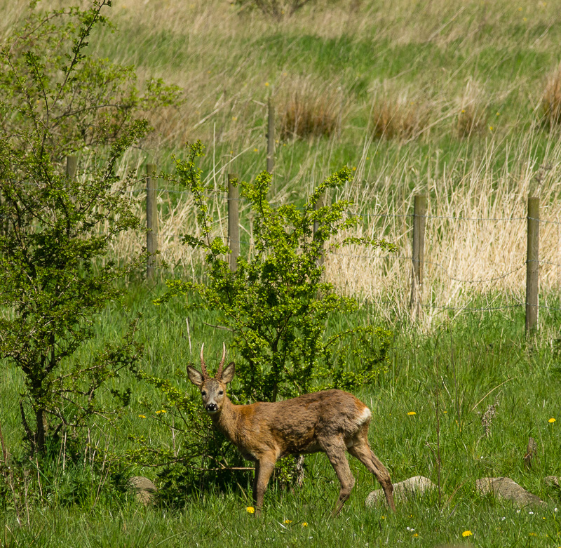 Råbock