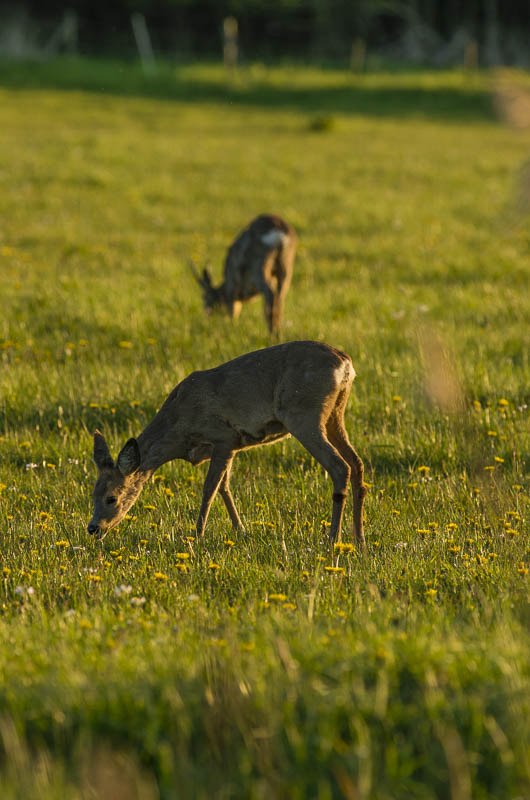 Råget och råbock