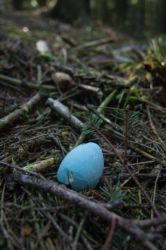 Hägerägg