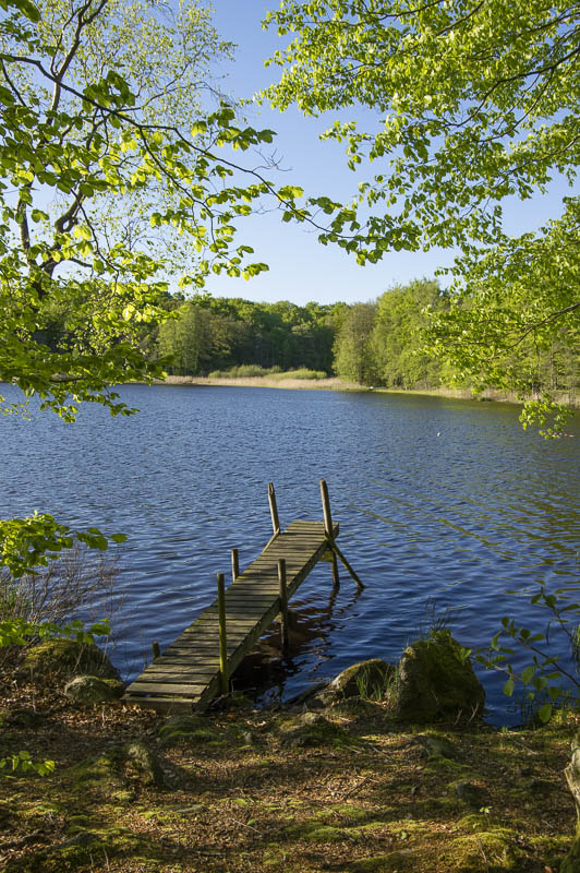 Trollskogen